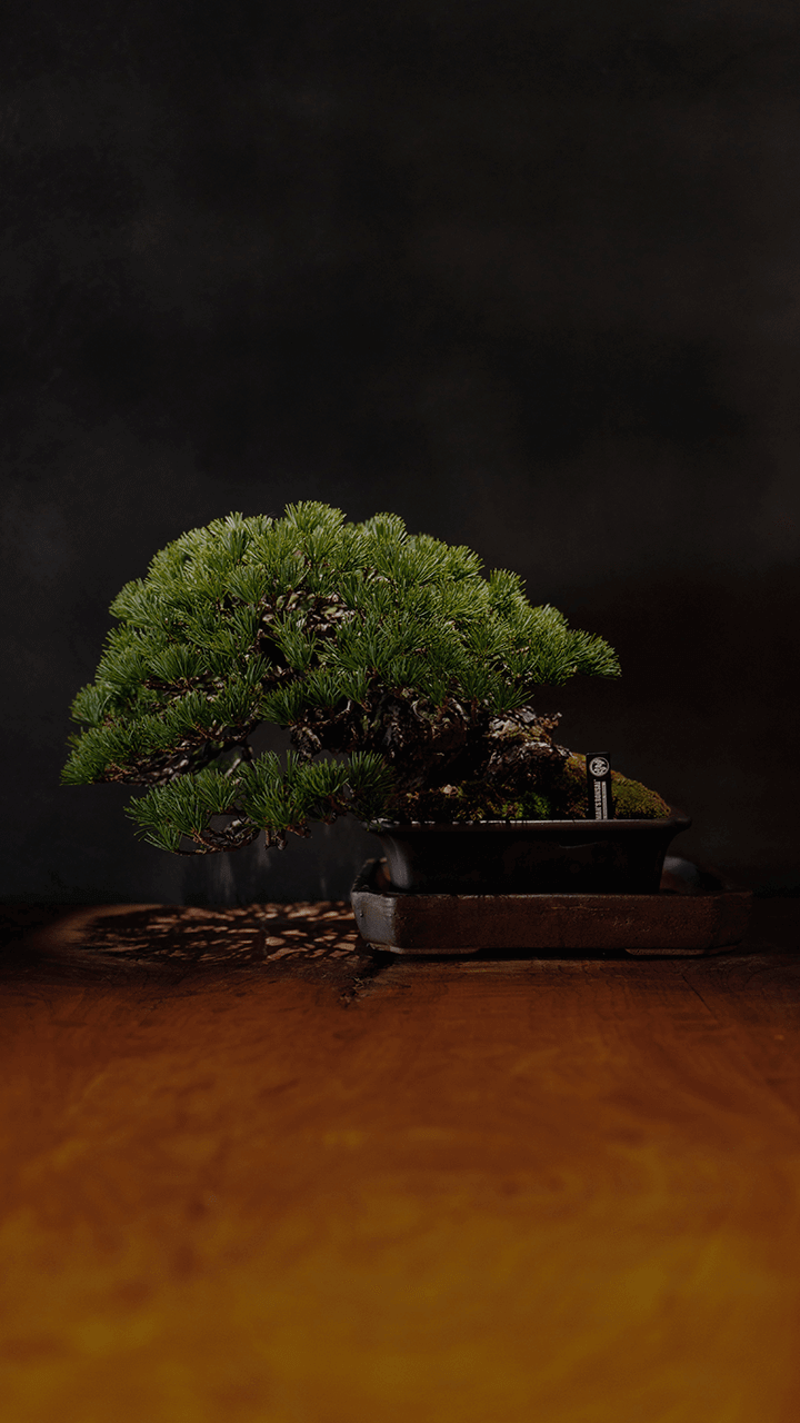 松葉屋茶寮