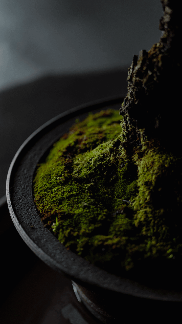 松葉屋茶寮